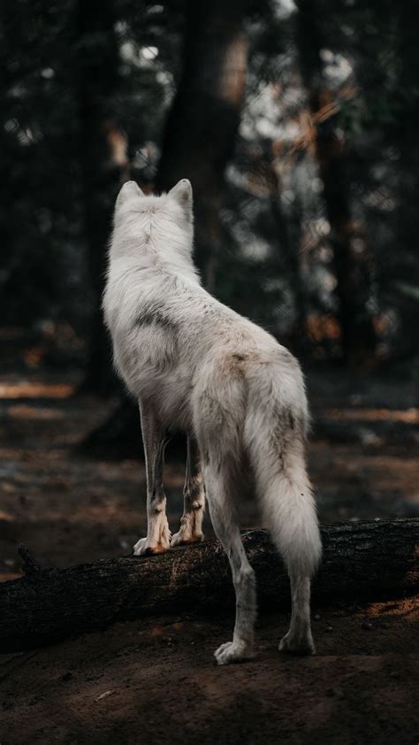 Wolf Wallpaper Small Baby Wolf Wallpaper Page Download Wallpaper