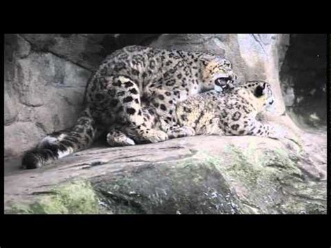 Mating snow leopards - Zoo Zürich - YouTube