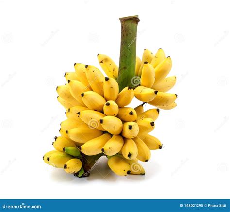 Banana Bunch Isolated On White Background Ripe Bananas Bunch Isolated