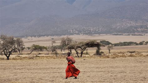 The Kenyan Maasai Who Once Hunted Lions Are Now Their Saviors