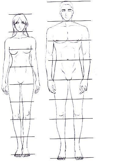 Proporcion De Las 7cabezas Anatomy Reference Male Sketch Anatomy