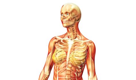 Characteristic of the vertebrate form, the human body has an internal skeleton with a backbone, and, as with the mammalian form, it has hair and mammary glands. Long Live You: New year, new you: oxidative stress ...