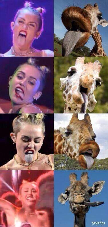 Giraffes Doing Impressions Of Miley Cyrus Tumblr Funny Miley Funny