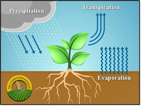 Ciclo Natural Del Agua Mind Map