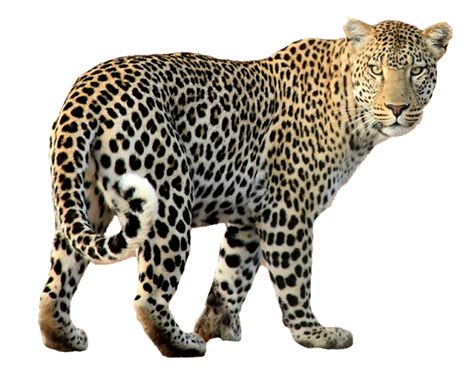 Indian Leopard Leopardcheetah Free Png Image Png Lion Cat