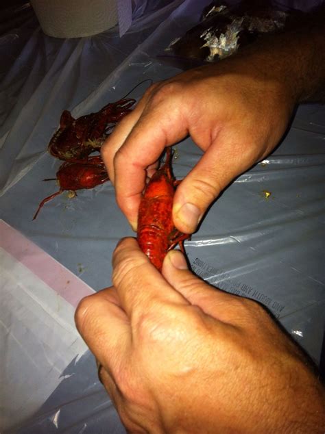 How To Peel And Eat Boiled Crawfish Bc Guides