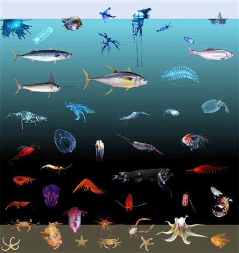 NOAA Ocean Explorer: Deep Scope Background