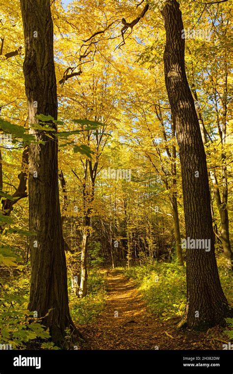 Path Throught A Forest In Autumn Stock Photo Alamy