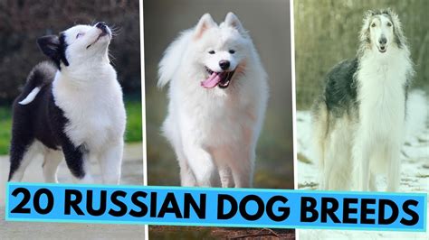 Top 20 Dog Breeds From Russia Youtube