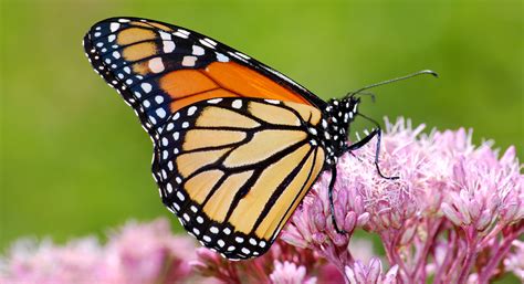 Why Monarch Butterflies Are A Big Deal For The Food System Thrive Market