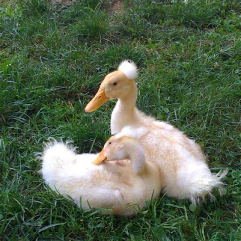 Sunny And Soda Domestic White Crested Ducklings I Miss Them