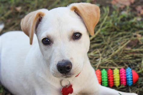 Your cat needs a rabies (rv), feline distemper aka feline. How Do Dogs Get Parvo? Symptoms, Treatment and Prevention ...