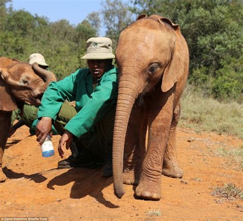 Baby Elephants Orphaned In The Wild Inseparable After Being Rescued