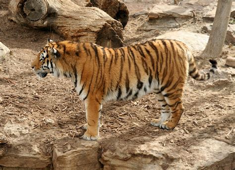 περιπλάνηση 5513 Denver Zoo Amur Tigers