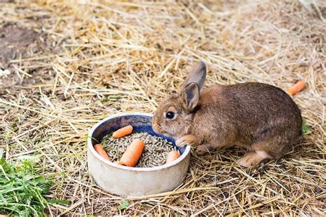 Here is a list of common safe and toxic foods that will give other good vegetables for your cats are baked carrots, steamed broccoli, green beans, winter squash, or chopped greens. 'Can Rabbits Eat Grapes?' and Other Dietary Questions Answered