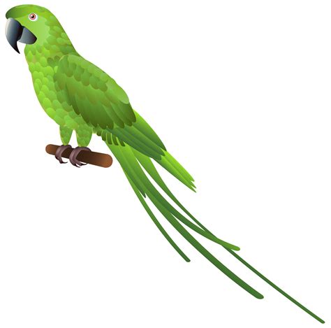 Parrot Green Clipart Parrot Images Clip Art Free Transparent Clip