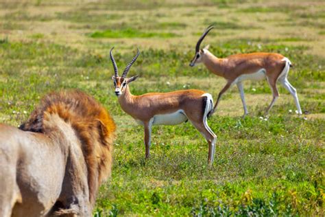 African Lion Hunting Antelope