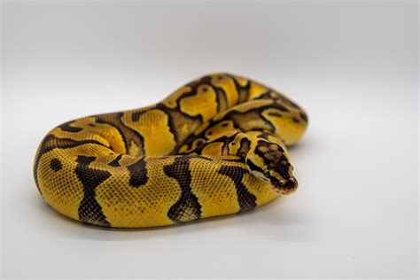 Clown Ball Python Morph Facts Appearance And Care Guide With Pictures