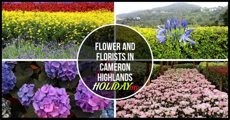 Flower and florists in Cameron Highlands - Cameron Highlands Online