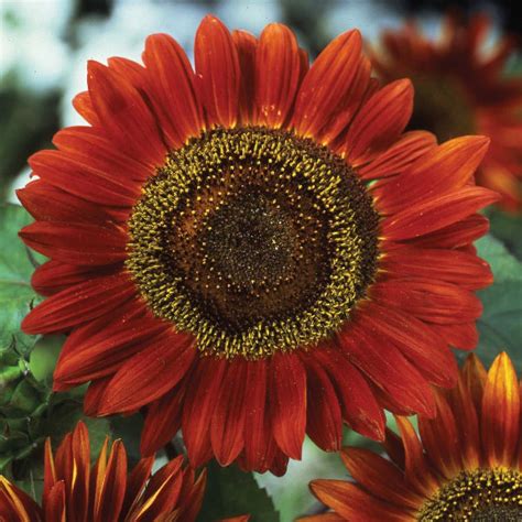 Red Sun Sunflower Seeds From Kings Kings Seeds