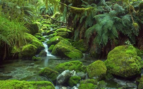 Waterfall In The Enchanted Forest Stock Photo Download Image Now Istock