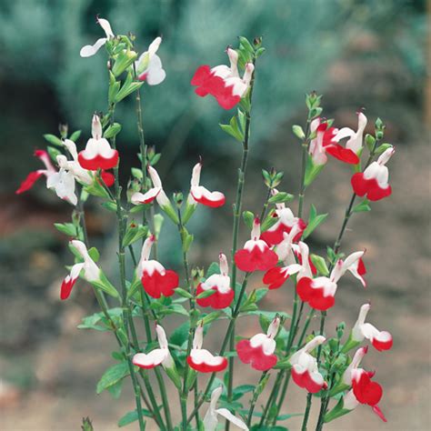 In spring, summer and fall, stretch creatively and pair hardy perennials with annuals like marigolds, zinnias, impatiens. Salvia Hot Lips Pack Of 10 Hardy Plugs