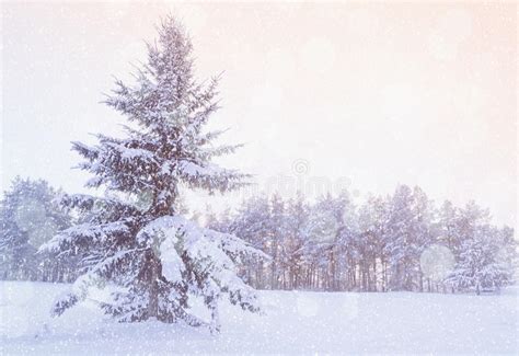 Winter Landscape Snowy Fir Tree In The Winter Forest Under Falling