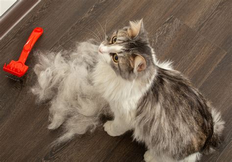 Why Do Cats Shed So Much — And What To Do About It Miss Cats