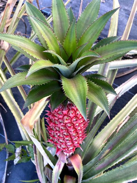 Red Pineapple Plant Miami Fruit