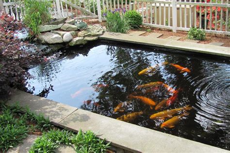 Mau Membuat Kolam Koi, Harus Mulai Dari Mana?