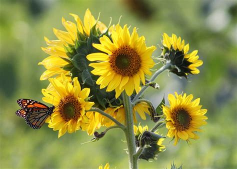 Cómo Cultivar Girasoles En Tu Patio Trasero ¡es Muy Fácil