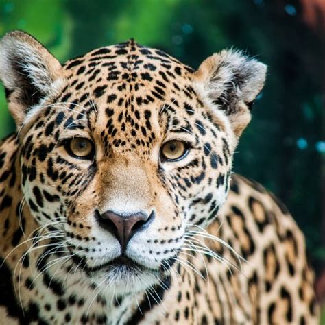 Check spelling or type a new query. Information About Peruvian Plants & Animals | USA Today
