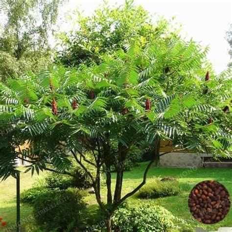 We did not find results for: Trees For Zone 9 For Sale - 2 Trees For $17.99 | Trees to ...