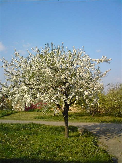 Omekactl Uvm Tree Profiles Sour Cherry Tree Overview