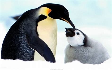 Baby Penguin Wallpaper Wallpapersafari