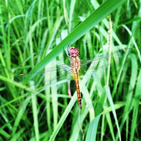 蜻蛉 Dragonfly この色のは初めて撮る。first Shot Of This Color Flickr