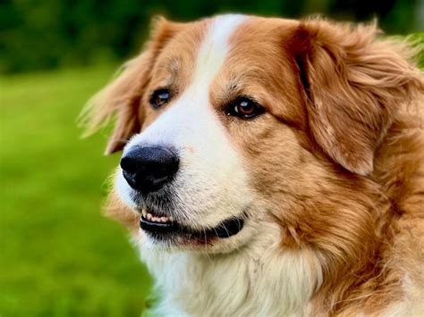 Great Pyrenees Bernese Mountain Dog Mix Facts Pictures Greenerpets
