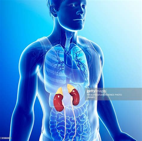 Male Urinary System Illustration High Res Vector Graphic Getty Images