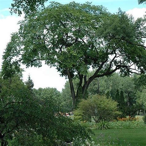 American Elm Tree Seeds Ulmus Americana 30seeds