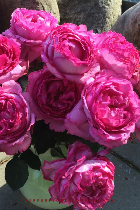 Rose Yves Piaget