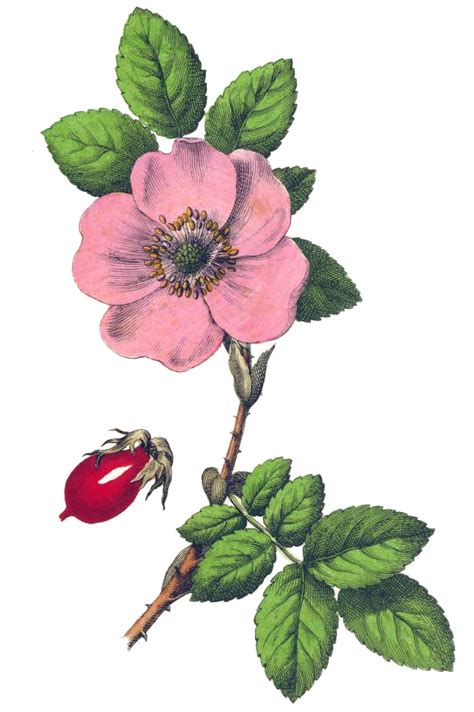Maybe you would like to learn more about one of these? Pink Rose Drawing - ReusableArt.com
