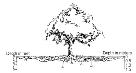 How Tree Roots Work Part Ii Digging Deeper