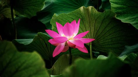 Download Wallpaper 3840x2160 Lotus Flower Plant Leaves