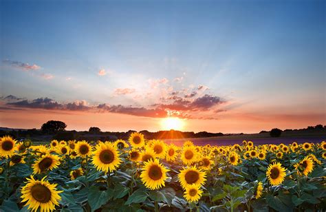 Sunflower Summer Sunset Landscape With Blue Skies Photograph By Matthew