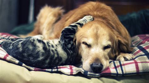 Cute Cat And Dog 4k Wallpaper For Desktop Ololoshenka Pinterest