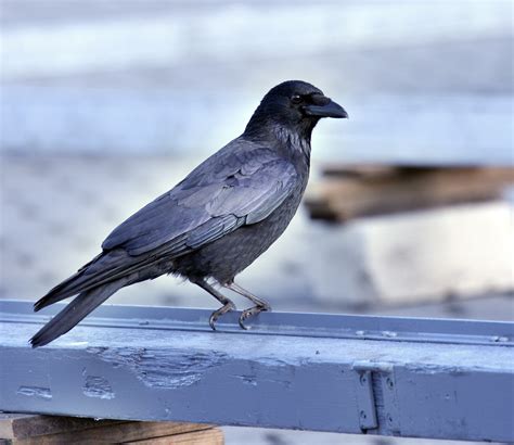 Filecarrion Crow Wikimedia Commons