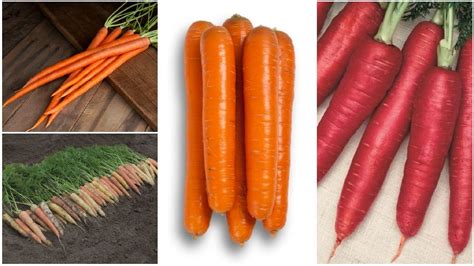 Top Carrot Varieties For 2019 Growing Produce
