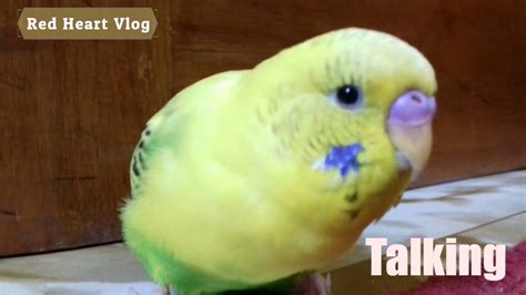 My Cute Budgie Singing So Long And Try To Talk Budgie 4 Youtube