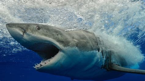 Watch Today Excerpt Scientists Track 1 000 Pound Great White Shark On The East Coast