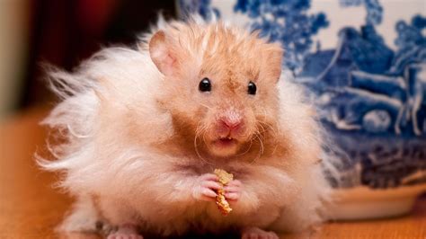 4k Hamsters Wallpapers High Quality Download Free